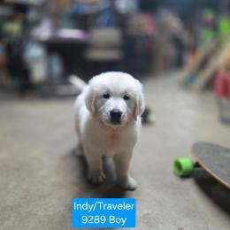 Indy Boy 3 - Light golden male Golden Retriever puppy in Niles, Michigan from Family Raised Goldens