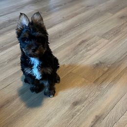Ace (blue collar) - Black and tan male Yorkshire Terrier puppy in Selden, New York from Alisha's Yorkshire Terriers