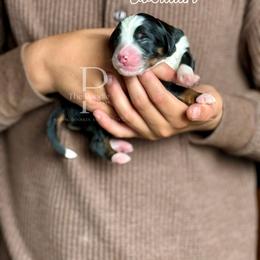 Boy 5 - Tri-color male Bernedoodle puppy in Tulsa, Oklahoma from The Poodle Co. Raising Doodles & Poodles