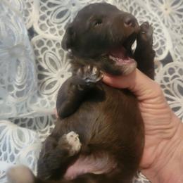 Cocoa - Brown female Poodle puppy in Arkansas from Harper's Pups