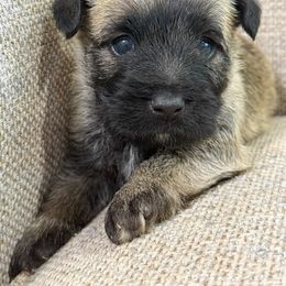 Bear - Silver wheaten male Cairn Terrier puppy in St. Joseph, Missouri from Stone & Thistle Cairn Terriers