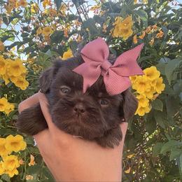 Violet - Chocolate female Shih Tzu puppy in Avondale, Arizona from Riley Family Shih Tzus