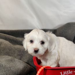 Mason - White male Coton de Tulear puppy in Westfield, North Carolina from Legacy Pets