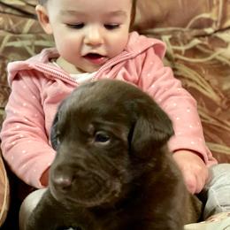 Labrador Retriever Puppies from Andy Lafleur