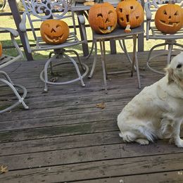 Golden Retrievers from Takota Dogs