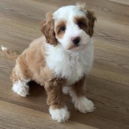 James Potter - Red  male Goldendoodle puppy in Saratoga Springs, Utah from DayDreamDoodles