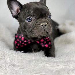 French Bulldog Puppies from Bully For You Kennels