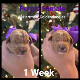 Purple - Red  female Goldendoodle puppy in Upland, California from Hartman Goldendoodles