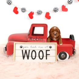 Robin - Red  female Goldendoodle puppy in Spanish Fork, Utah from Oodles of Floofy Doodles