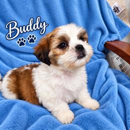 BUDDY - Brindle and white male Mal-Shi puppy in Belleville, Michigan from Michigan Maltese Puppies