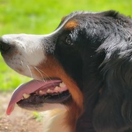 Bernese Mountain Dogs and Golden Retrievers from Millstone Kennel