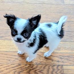 Cole - Black and white male Chihuahua puppy in Leominster, Massachusetts from House of Lil  Paw