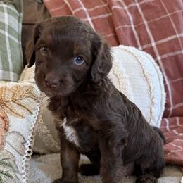 Wilson Family's Hook - Sable female Goldendoodle puppy in Norman, Oklahoma from Wilson Family Companions