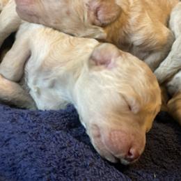 Girl 2 - female Labradoodle puppy in Toledo, Washington from Bigfoot Doodles