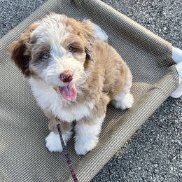 Kane - male Aussiedoodle puppy in Atlanta, Georgia from ADreamcatchers Doodles