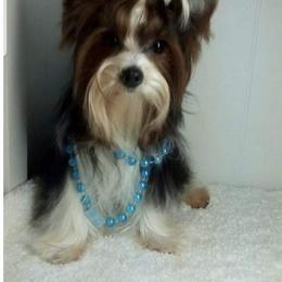 Curly top - Yorkshire Terrier