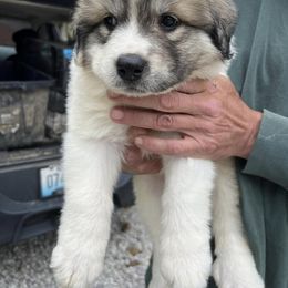 Great Pyrenees Puppies from Up A Creek Farm