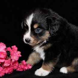 Celeste - Black tri-color female Australian Shepherd puppy in Colorado Springs, Colorado from Storm and Sage Australian Shepherds