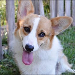 Andi - Pembroke Welsh Corgi