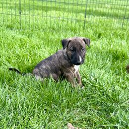 Bull Terrier Puppies from Lynn Hill Bull Terriers