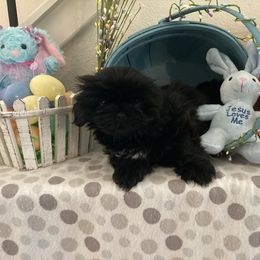 Shih Tzu Puppies from Little Lions West