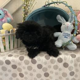 Shih Tzu Puppies from Little Lions West