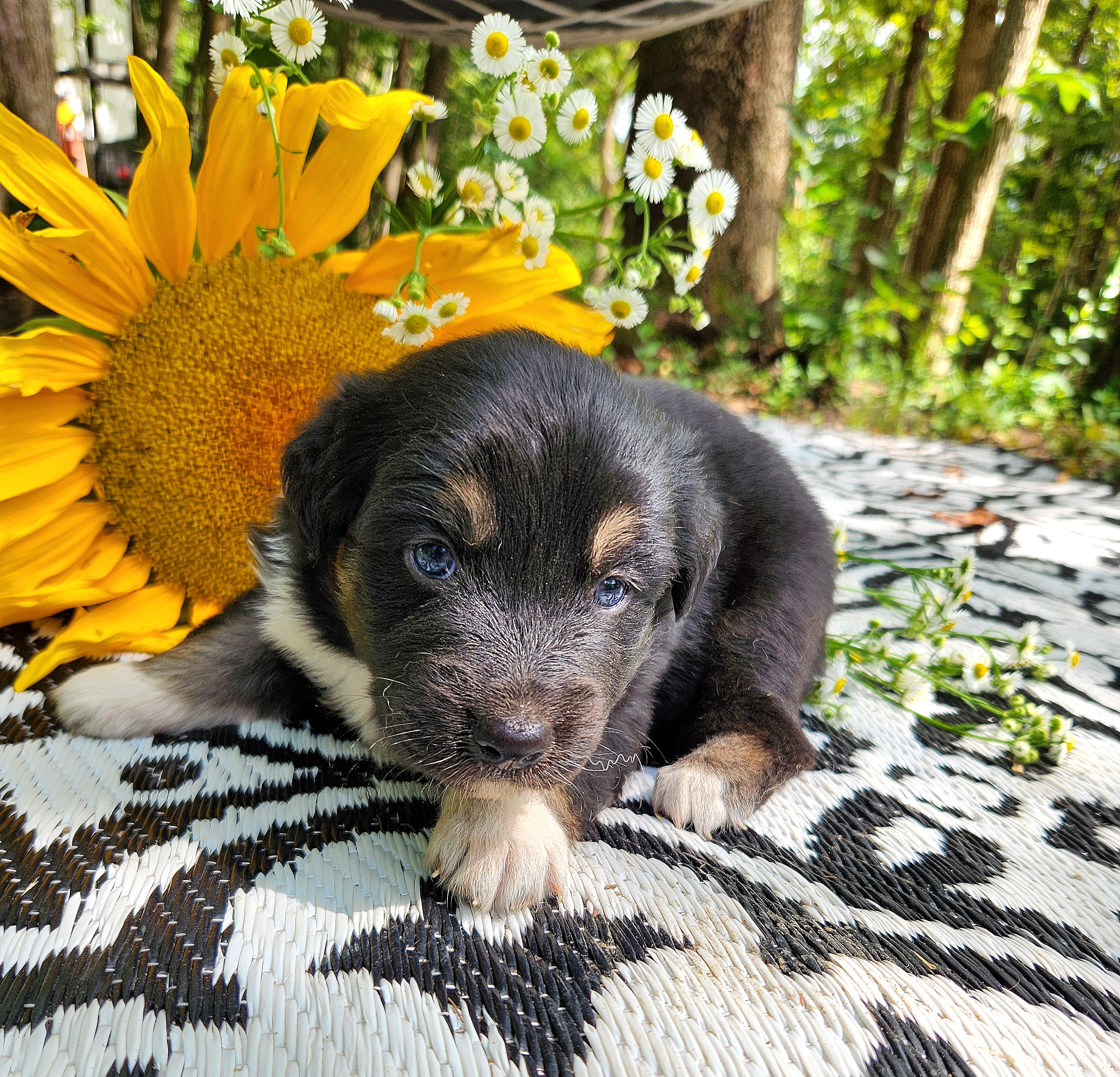 Australian Shepherd Puppies from Resolute Aussies
