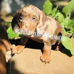 Dachshund Puppies from Dynasty Empire Kennels