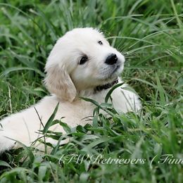 Finn (Placement 1 ) - Light golden male Golden Retriever puppy in Murfreesboro, Tennessee from ATW Retrievers