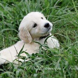 Finn (Placement 1 ) - Light golden male Golden Retriever puppy in Murfreesboro, Tennessee from ATW Retrievers