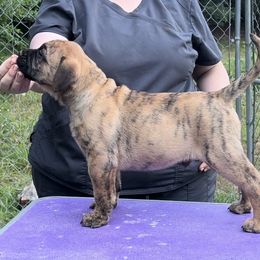 Pecan - Red fawn brindle male Bullmastiff puppy in Athens, Georgia from RCS Kennels