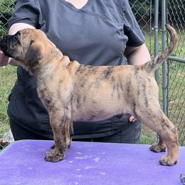 Pecan - Red fawn brindle male Bullmastiff puppy in Athens, Georgia from RCS Kennels