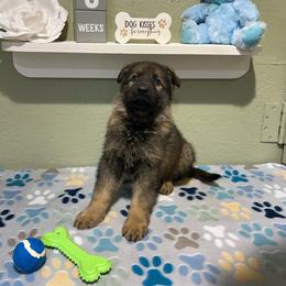 Dakota - Sable male German Shepherd puppy in Stanardsville, Virginia from Majestic K9 LLC