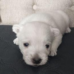 Blue Boy - White male West Highland White Terrier puppy in Macy, Indiana from Country Grove Breeding LLC