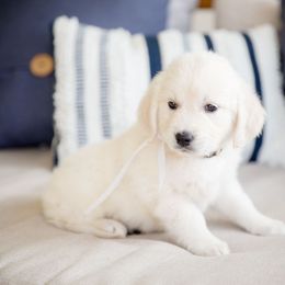 Golden Retriever Puppies from Southland Goldens