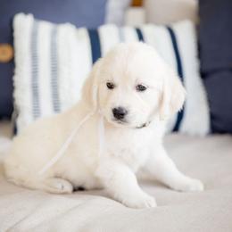 Golden Retriever Puppies from Southland Goldens