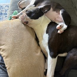 Boston Terrier Puppies from I Love Pups