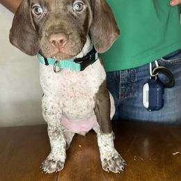 German Shorthaired Pointer Puppies from MCP Kennels