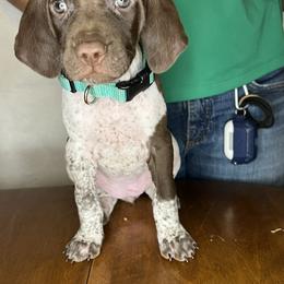 German Shorthaired Pointer Puppies from MCP Kennels