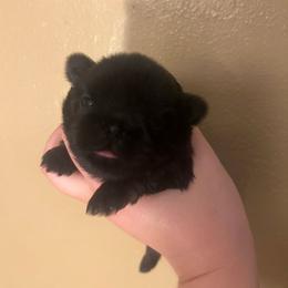 Girl 1 - Black and tan female Shih Tzu puppy in Norris City, Illinois from Dainty and Darling Shih Tzu
