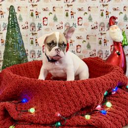 Boy 5 - White and fawn male French Bulldog puppy in Shields, Michigan from Michigan Frenchies
