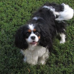 Minnie - Cavalier King Charles Spaniel