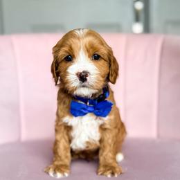 Dusk - Buff and white male Cockapoo puppy in West Haven, Utah from Split Mountain Doodles