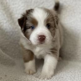 Jace - Red merle male Miniature Australian Shepherd puppy in Wesley Chapel, Florida from August Oaks Aussies