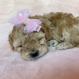 Maltipoo Puppies from Little Loves Maltipoos