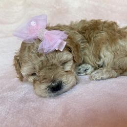Maltipoo Puppies from Little Loves Maltipoos