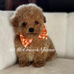 Cavapoo and Maltipoo Puppies from McCraws N Paws