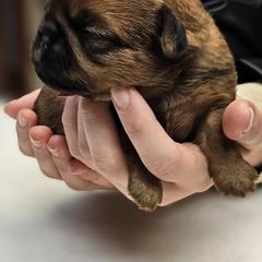 Brunhilda - Red female Brussels Griffon puppy in Columbus, Ohio from Last Knight Kennels and Greyhawk Kennels
