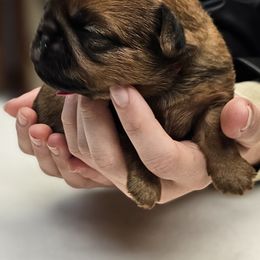 Brunhilda - Red female Brussels Griffon puppy in Columbus, Ohio from Last Knight Kennels and Greyhawk Kennels