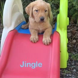 Jingle - Yellow male Labrador Retriever puppy in Tigard, Oregon from Morrison Labrador Retreivers